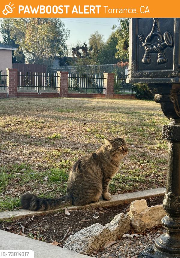 Found/Stray Male Cat last seen McMaster Park , Torrance, CA 90504