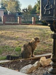 Found/Stray Male Cat last seen McMaster Park , Torrance, CA 90504