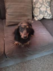Lost Female Dog last seen Route 4 , Bloomville, OH 44818