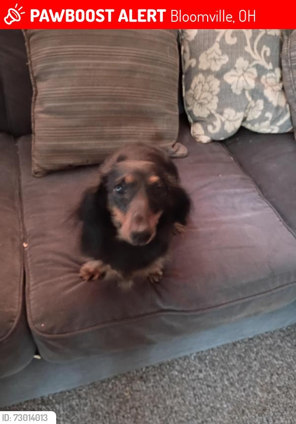 Lost Female Dog last seen Route 4 , Bloomville, OH 44818