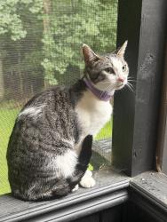 Found/Stray Female Cat last seen Morton plantation, Alpharetta, GA 30022