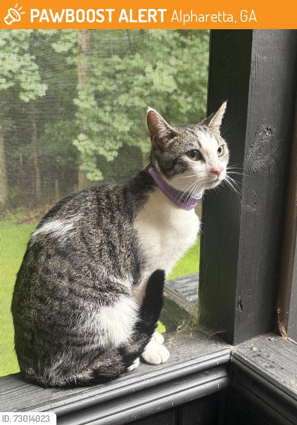 Found/Stray Female Cat last seen Morton plantation, Alpharetta, GA 30022