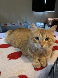 Lost Male Cat last seen Oaks Owl Rd. And Browns Rd., Alpine, CA 91901