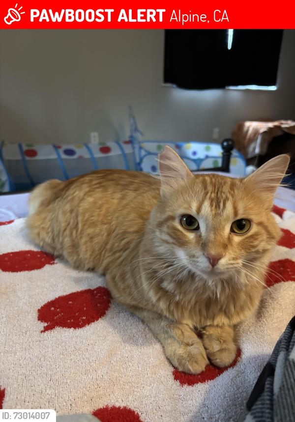 Lost Male Cat last seen Oaks Owl Rd. And Browns Rd., Alpine, CA 91901