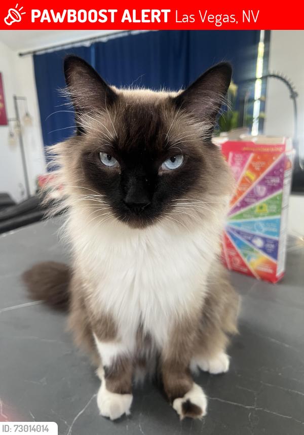 Lost Male Cat last seen Grand Canyon & Terrace green, Las Vegas, NV 89117