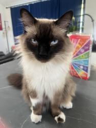 Lost Male Cat last seen Grand Canyon & Terrace green, Las Vegas, NV 89117