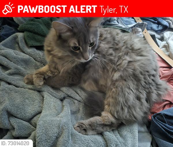 Lost Male Cat last seen Near Cumberland elementary , Tyler, TX 75703