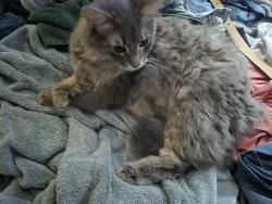 Lost Male Cat last seen Near Cumberland elementary , Tyler, TX 75703