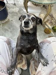 Found/Stray Female Dog last seen Near Beal park , Bakersfield, CA 93301