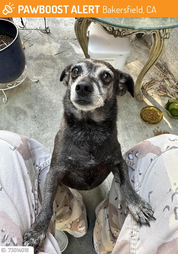 Found/Stray Female Dog last seen Near Beal park , Bakersfield, CA 93301
