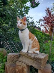 Reunited Male Cat last seen Rockley Road, South Yorkshire, England S6