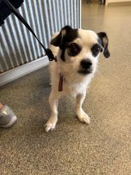 Shelter Stray Male Dog last seen Near Millikin Rd, Hamilton, OH, 1820 Princeton Rd, Hamilton, OH 45011, USA