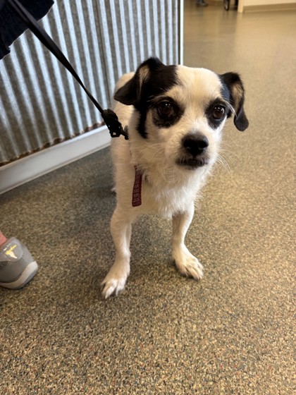 Shelter Stray Male Dog last seen Near Millikin Rd, Hamilton, OH, 1820 Princeton Rd, Hamilton, OH 45011, USA