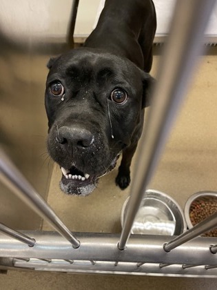 Shelter Stray Female Dog last seen Near Gardenia, Desoto, TX, 1150 E Pleasant Run Rd, Cedar Hill, TX 75104, USA