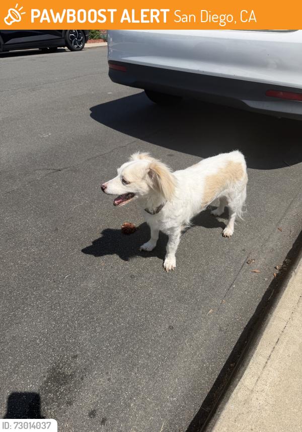 Found/Stray Male Dog last seen Adams and 60th, San Diego, CA 92115