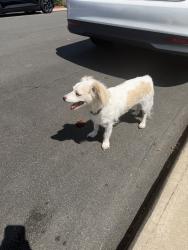 Found/Stray Male Dog last seen Adams and 60th, San Diego, CA 92115