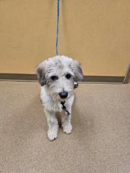 Shelter Stray Male Dog last seen Near blk of Twin Falls Dr, Desoto, TX, 1150 E Pleasant Run Rd, Cedar Hill, TX 75104, USA