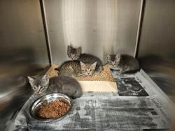 Shelter Stray Unknown Cat last seen Near blk of Hamilton, Duncanville, TX, 1150 E Pleasant Run Rd, Cedar Hill, TX 75104, USA