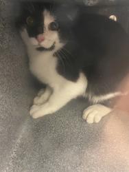 Shelter Stray Unknown Cat last seen Near Honeysuckle, Desoto, TX, 1150 E Pleasant Run Rd, Cedar Hill, TX 75104, USA