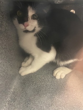 Shelter Stray Unknown Cat last seen Near Honeysuckle, Desoto, TX, 1150 E Pleasant Run Rd, Cedar Hill, TX 75104, USA