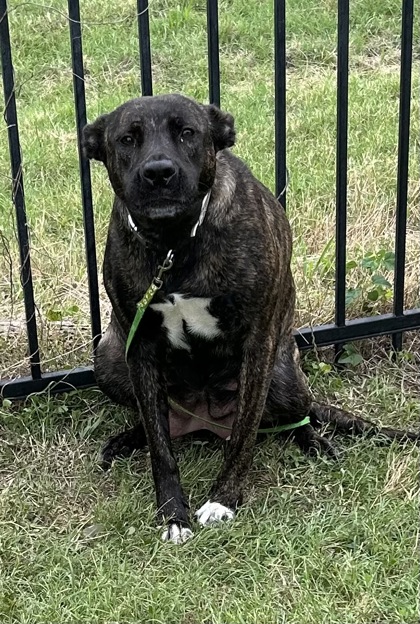 Shelter Stray Female Dog last seen Near Porche Dr, West District, TX, 355 Hillshire Dr, Haslet, TX 76052, USA