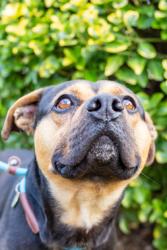 Shelter Stray Male Dog last seen Near Mt. Olive Baptist, Knox County GP, TN, 3201 Division St, Knoxville, TN 37919, USA