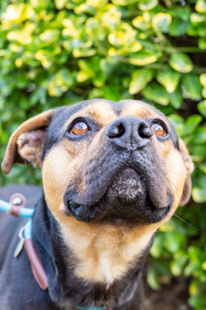 Shelter Stray Male Dog last seen Near Mt. Olive Baptist, Knox County GP, TN, 3201 Division St, Knoxville, TN 37919, USA
