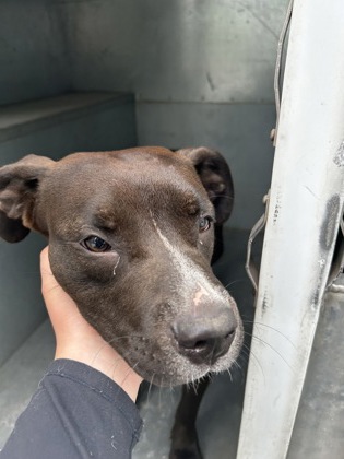 Shelter Stray Female Dog last seen Near Timberline Drive, South District, TX, 355 Hillshire Dr, Haslet, TX 76052, USA