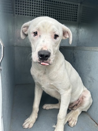 Shelter Stray Male Dog last seen Near Timberline Drive, South District, TX, 355 Hillshire Dr, Haslet, TX 76052, USA