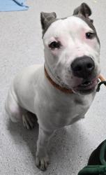 Shelter Stray Male Dog last seen E 12th Street, Oakland, , 1101 29th Ave, Oakland, CA 94601, USA