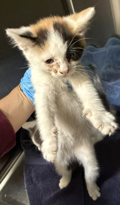 Shelter Stray Female Cat last seen Near 85th ave, Oakland, CA, 1101 29th Ave, Oakland, CA 94601, USA