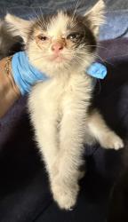 Shelter Stray Female Cat last seen Near 85th ave, Oakland, CA, 1101 29th Ave, Oakland, CA 94601, USA