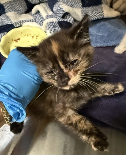 Shelter Stray Female Cat last seen Near 85th ave, Oakland, CA, 1101 29th Ave, Oakland, CA 94601, USA