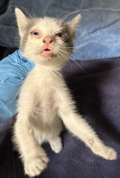 Shelter Stray Male Cat last seen Near 85th ave, Oakland, CA, 1101 29th Ave, Oakland, CA 94601, USA