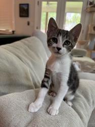Shelter Stray Female Cat last seen Near Westwood DR, Atlanta, GA, 30340, 30340, GA, 3280 Chamblee Dunwoody Rd, Chamblee, GA 30341, USA