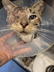 Shelter Stray Male Cat last seen Near Presidential Dr, ATL GA 30340, 30340, GA, 3280 Chamblee Dunwoody Rd, Chamblee, GA 30341, USA