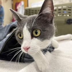 Shelter Stray Female Cat last seen Near College Blvd, Lenexa, KS, 5424 Antioch Dr, Merriam, KS 66202, USA