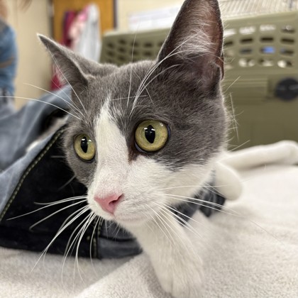 Shelter Stray Female Cat last seen Near College Blvd, Lenexa, KS, 5424 Antioch Dr, Merriam, KS 66202, USA