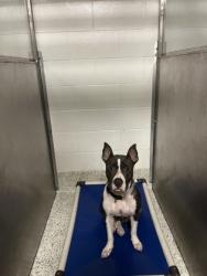 Shelter Stray Female Dog last seen Near Lake DR, Atlanta, GA, 1251 Fulton Industrial Blvd NW, Atlanta, GA 30336, USA