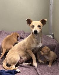 Shelter Stray Female Dog last seen W Church Ave & S Valentine Ave, Fresno Zone Fresno CO 2 93706, CA, 1510 W Dan Ronquillo Dr, Fresno, CA 93706, USA