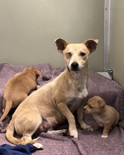 Shelter Stray Female Dog last seen W Church Ave & S Valentine Ave, Fresno Zone Fresno CO 2 93706, CA, 1510 W Dan Ronquillo Dr, Fresno, CA 93706, USA