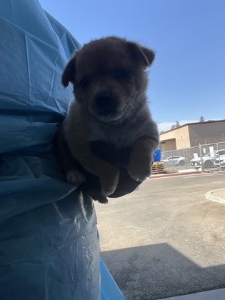 Shelter Stray Female Dog last seen W Church Ave & S Valentine Ave, Fresno Zone Fresno CO 2 93706, CA, 1510 W Dan Ronquillo Dr, Fresno, CA 93706, USA