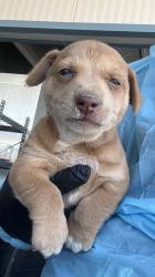 Shelter Stray Male Dog last seen W Church Ave & S Valentine Ave, Fresno Zone Fresno CO 2 93706, CA, 1510 W Dan Ronquillo Dr, Fresno, CA 93706, USA