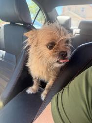 Found/Stray Male Dog last seen 98th and Sage, Albuquerque, NM 87121