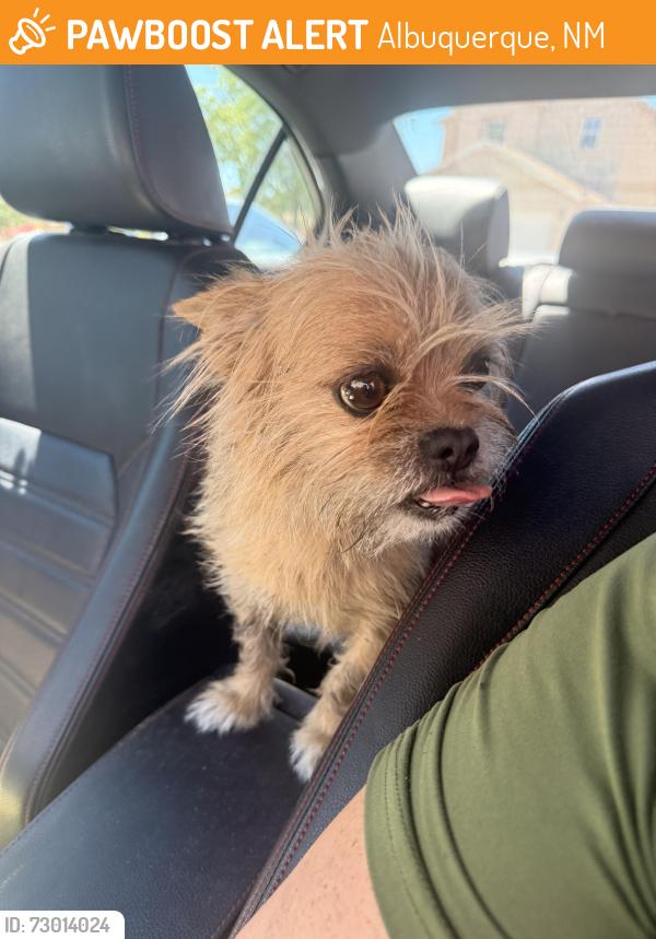 Found/Stray Male Dog last seen 98th and Sage, Albuquerque, NM 87121