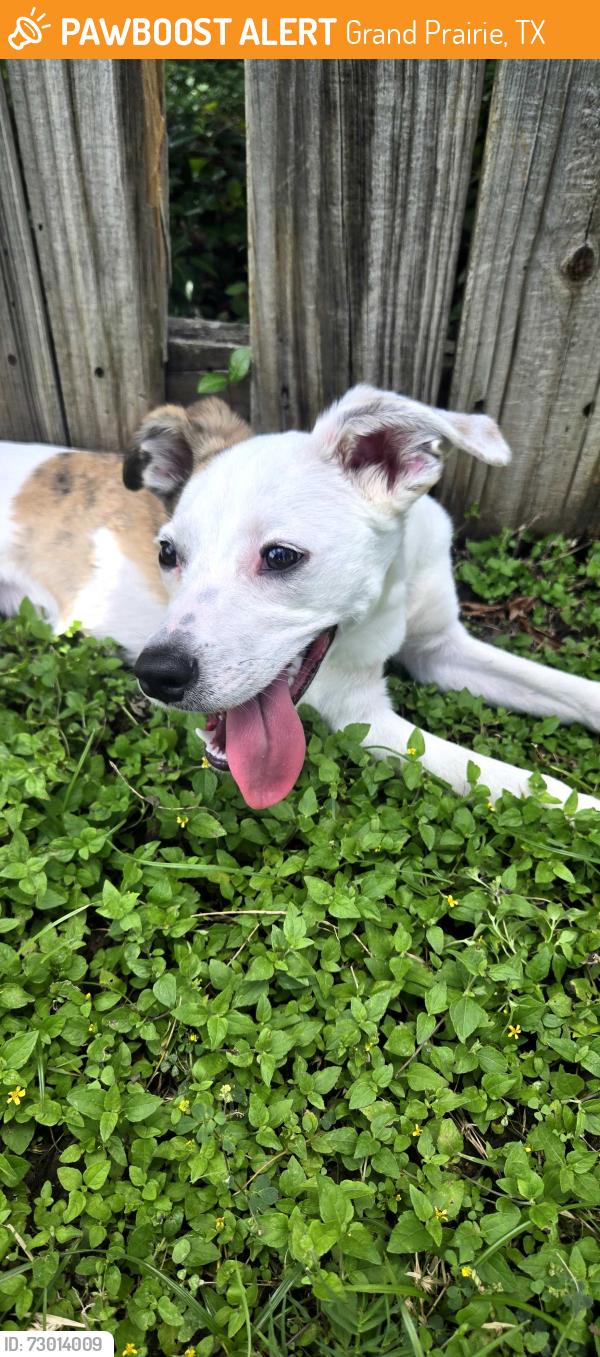Found/Stray Male Dog last seen South gp hs, Grand Prairie, TX 75052