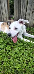 Found/Stray Male Dog last seen South gp hs, Grand Prairie, TX 75052