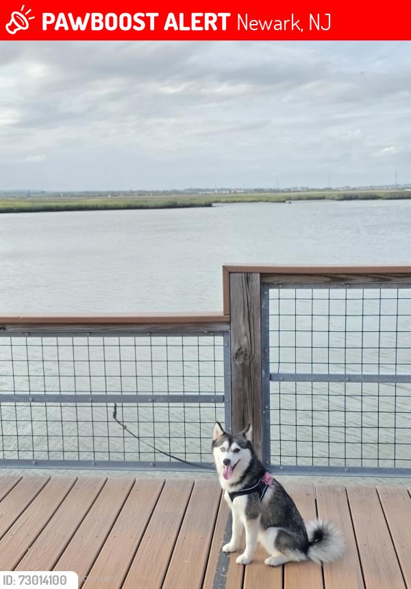 Lost Female Dog last seen Newark 8 s street , Newark, NJ 07107