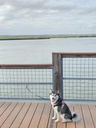 Lost Female Dog last seen Newark 8 s street , Newark, NJ 07107