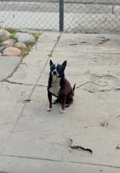 Lost Male Dog last seen Fruitridge road and 24th st, Sacramento, CA 95820